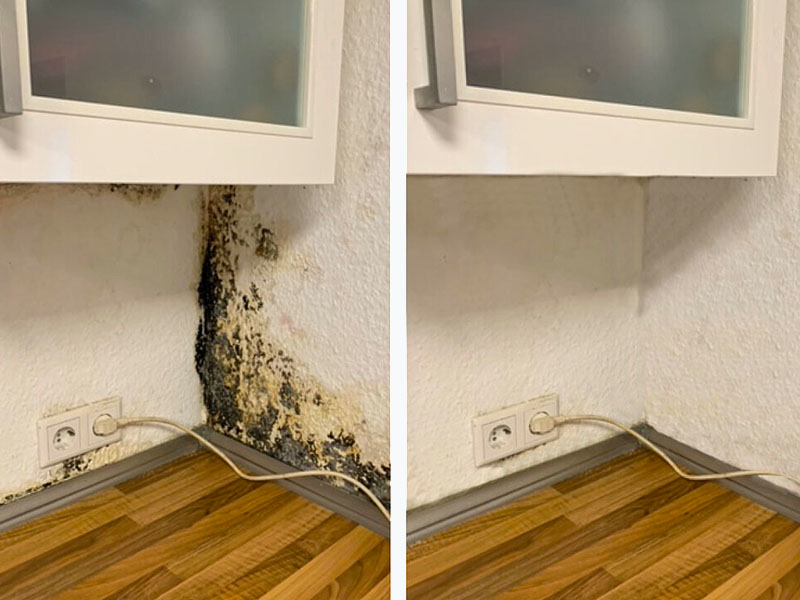 Schimmel vorher/nachher